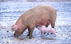 Domestic pigs (Sus scrofa)
